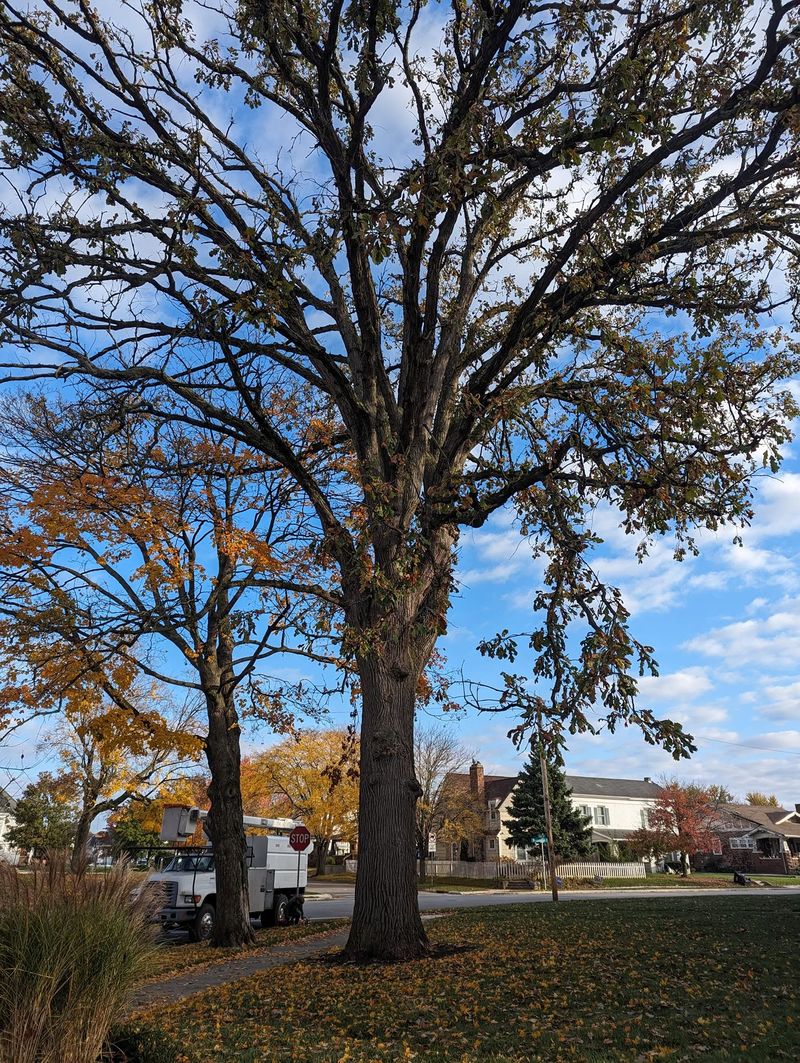 A massive oak standing close to a house, with trucks parked on the street.