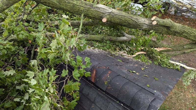 Broken limbs lying across asphalt shingles.