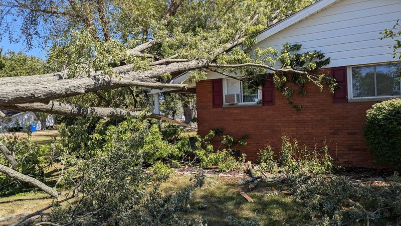 A large tree fallen onto the roof of a brick ranch house.