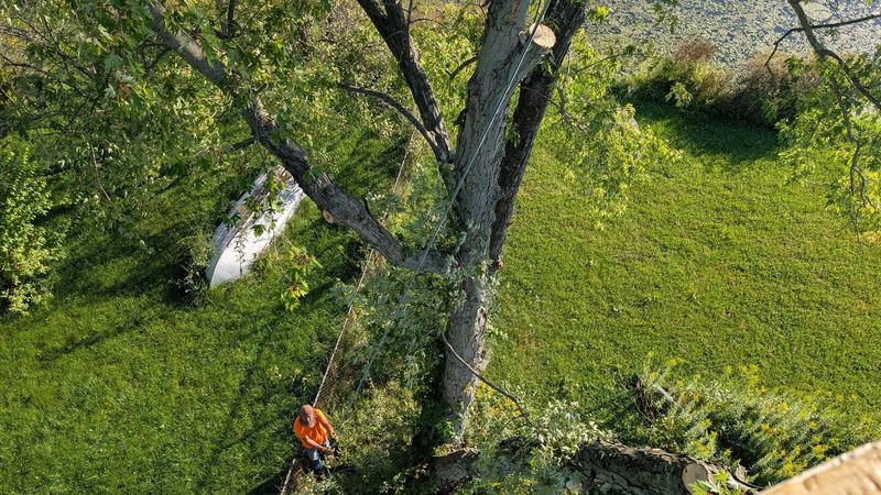 A view down through tree branches to a crew member in an orange shirt on the lawn below.