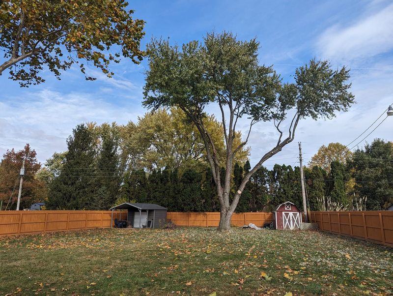 A back yard with a privacy fence, a trimmed tree and overhead lines.
