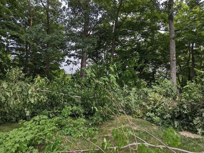 Cut brush and limbs piled on a steep, overgrown creek bank while the clearing is under way.