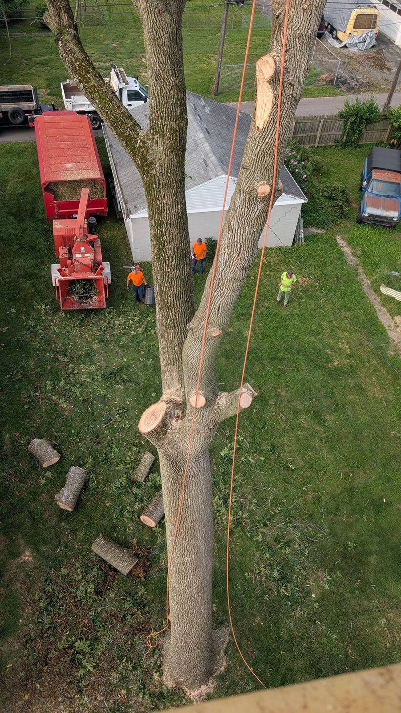 Looking straight down a trunk being taken apart in sections, with ropes running to the chipper truck below.
