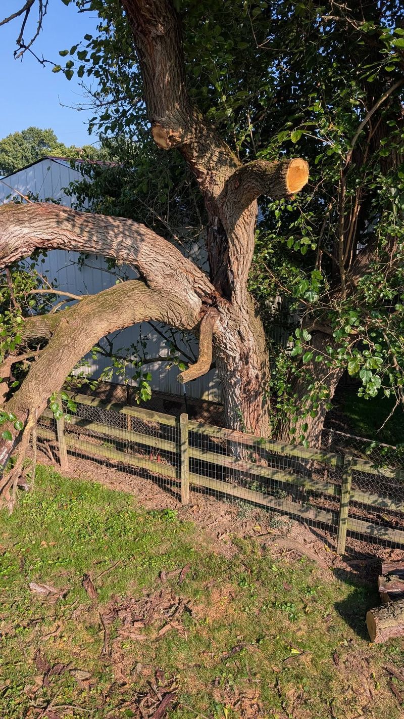 A storm-broken tree with a snapped limb grown in between fence lines near a barn.