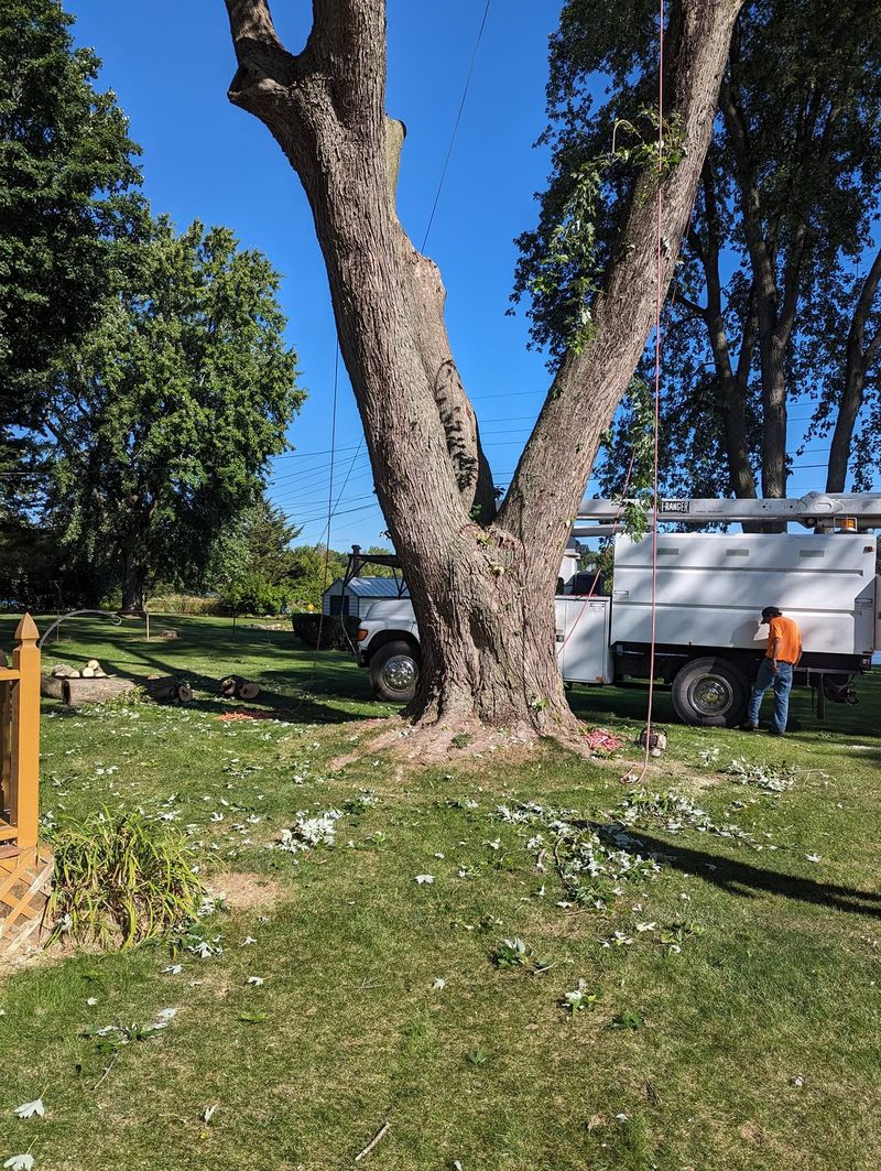 A huge bare trunk next to a house, with a bucket truck parked beside it.