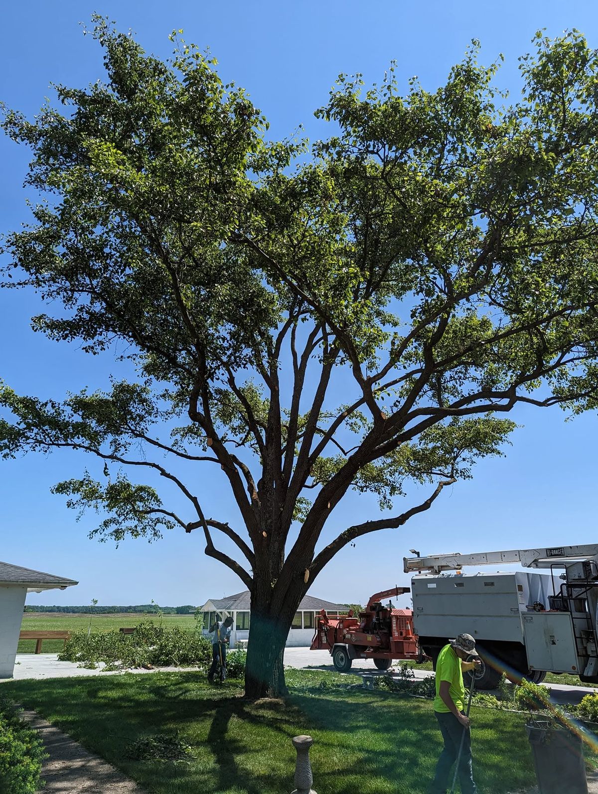 A JP's Trees bucket truck parked under a large, freshly trimmed tree on a sunny day, with a crew member and chipper truck beside it.