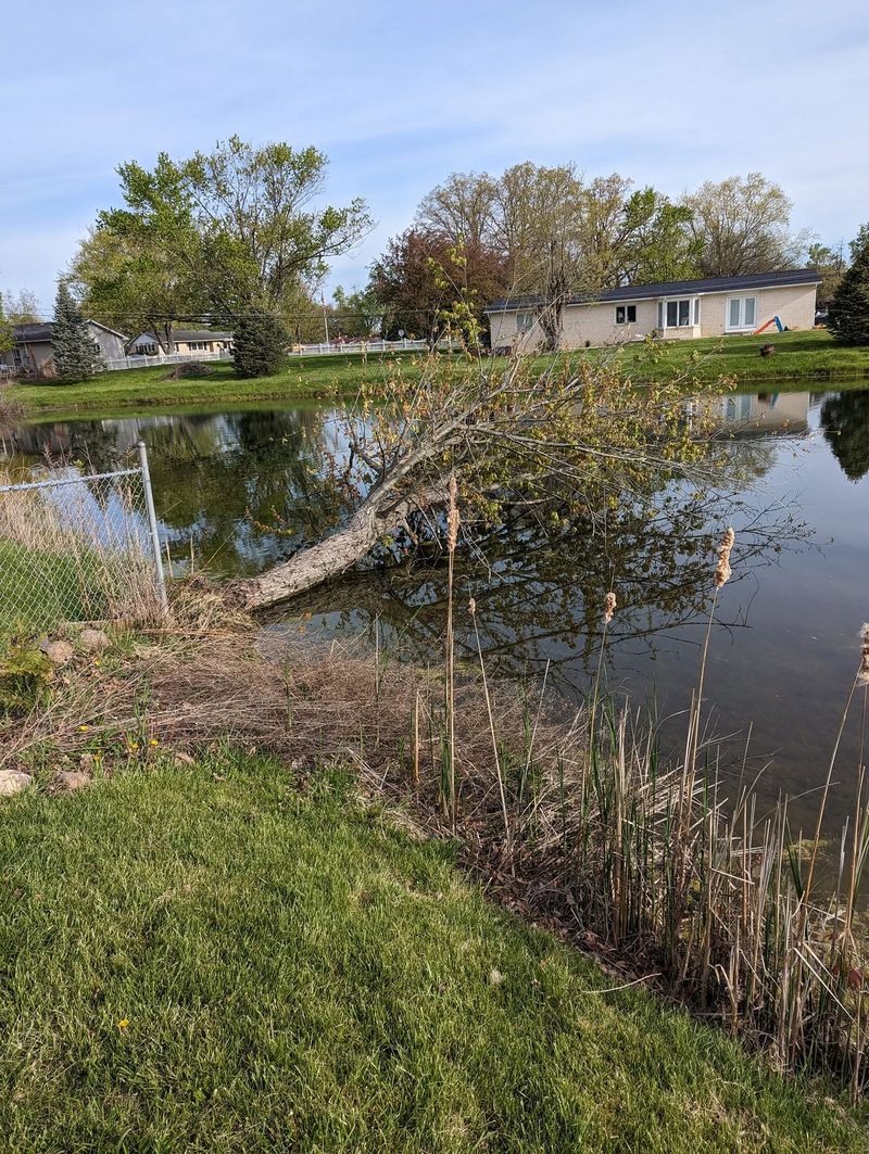 A maple tree uprooted and lying in lake water beside a lawn.