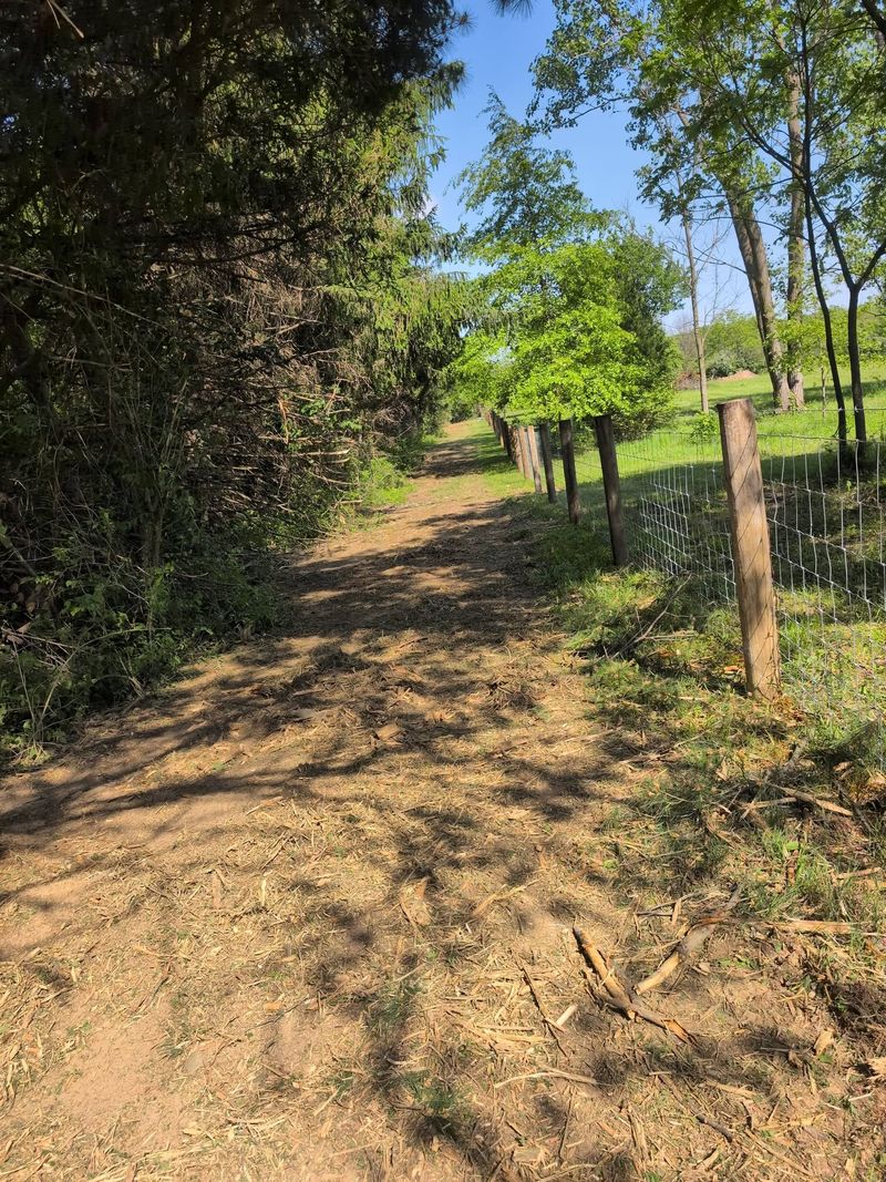 A cleared lane along a fence line with mulched ground.