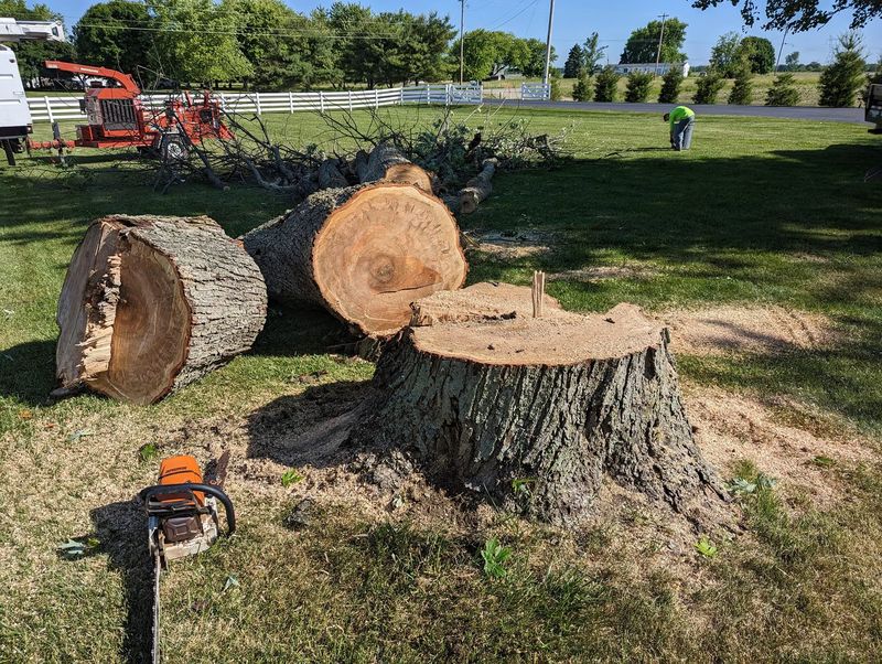A wide, freshly cut stump with a chainsaw and large log rounds beside it.