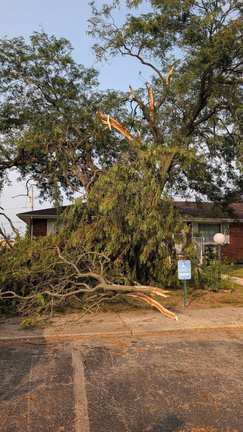 A storm-snapped tree lying across a driveway next to a house.