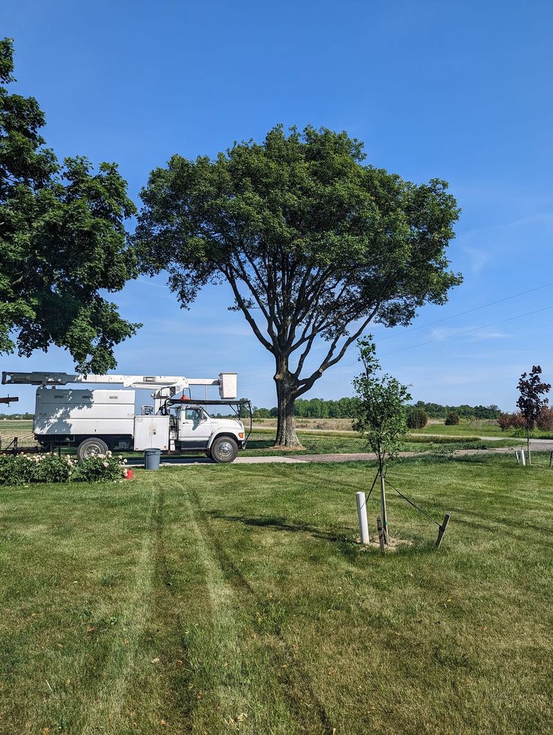 A bucket truck beside a tall tree whose lower crown has been raised and thinned.